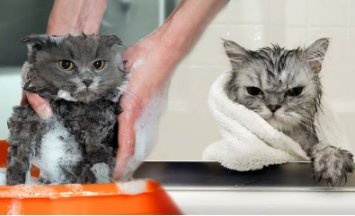 Kediler yıkanır mı?